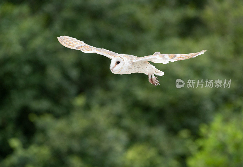 仓鸮，仓鸮(Tyto Alba)在飞行